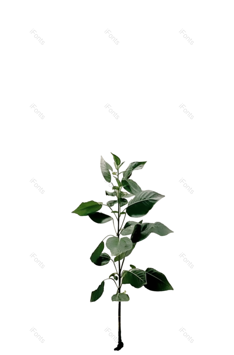 叶子图片,户外元素,摄影PNG,白色免抠素材